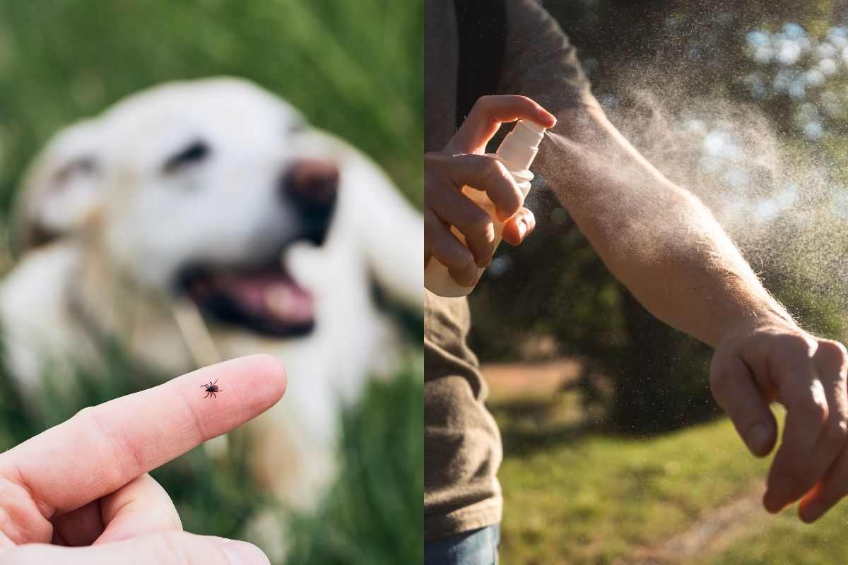 Cane e uomo colpiti dalle zecche