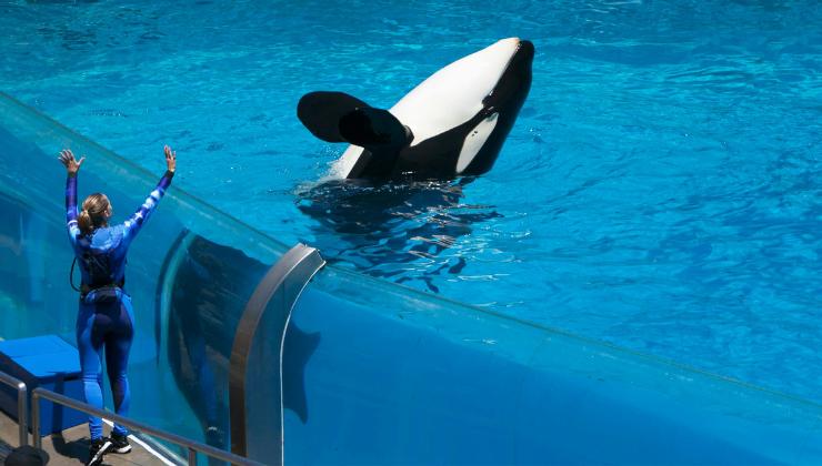 addestratrice e orca