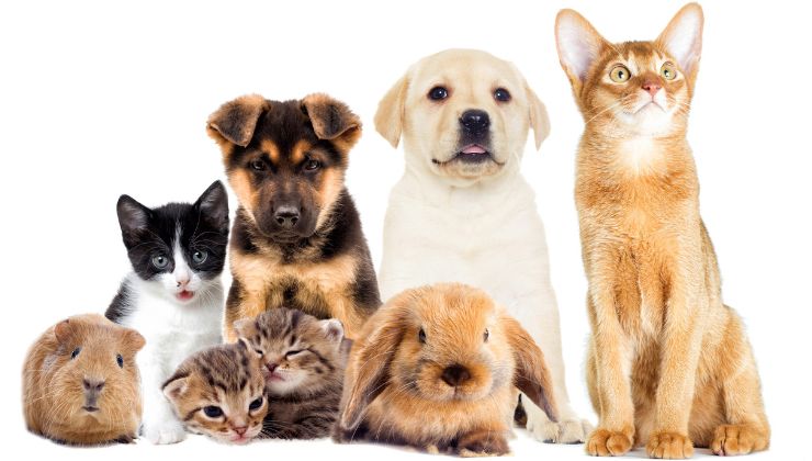 animali domestici