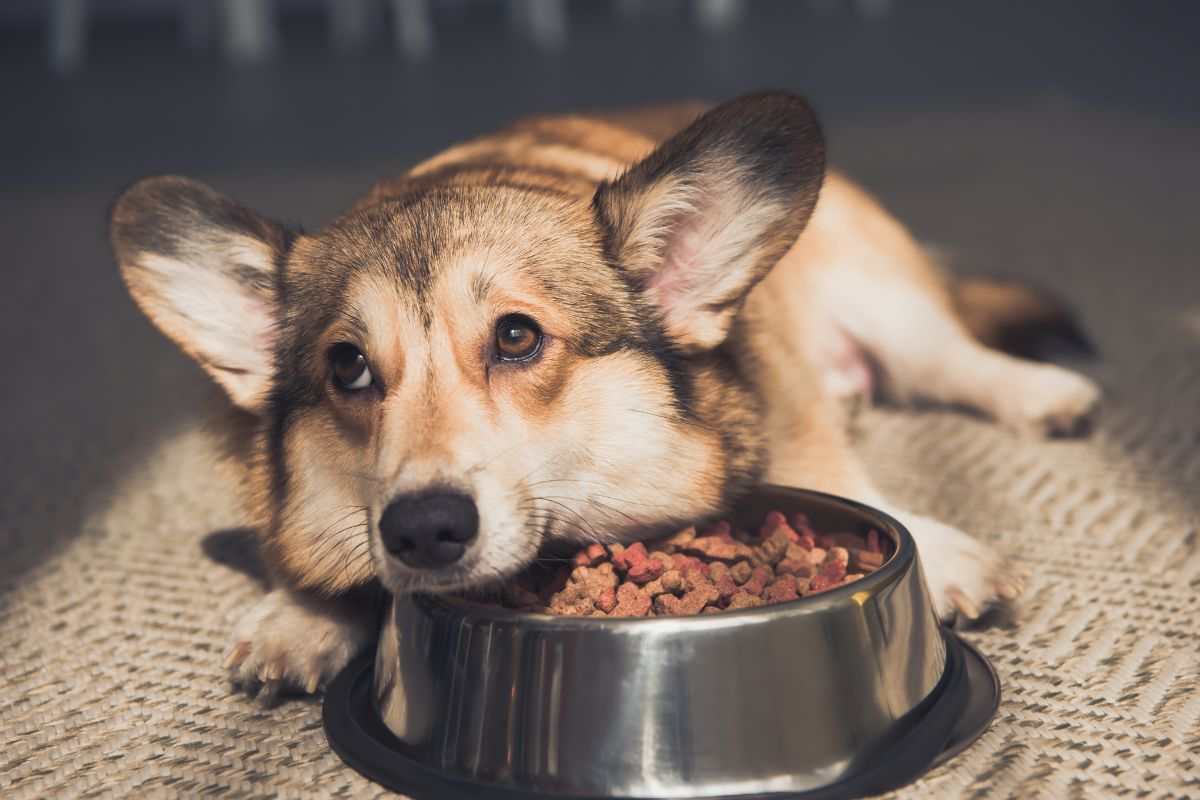 cane che non ha fame con la ciotola piena
