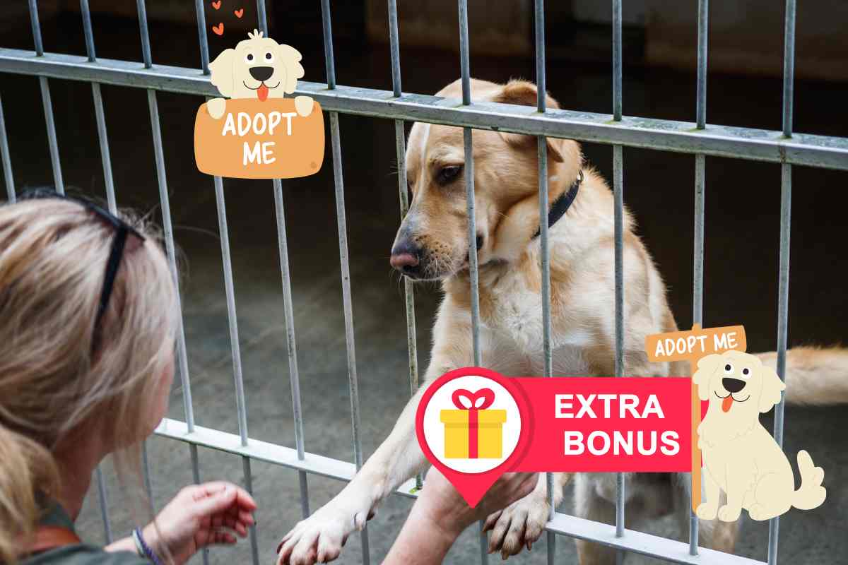 bonus adozione cane in canile