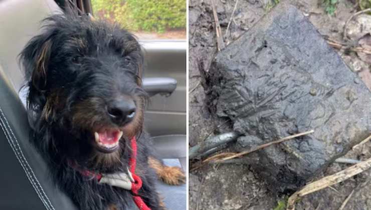 cagnolino annegato con un peso al collo