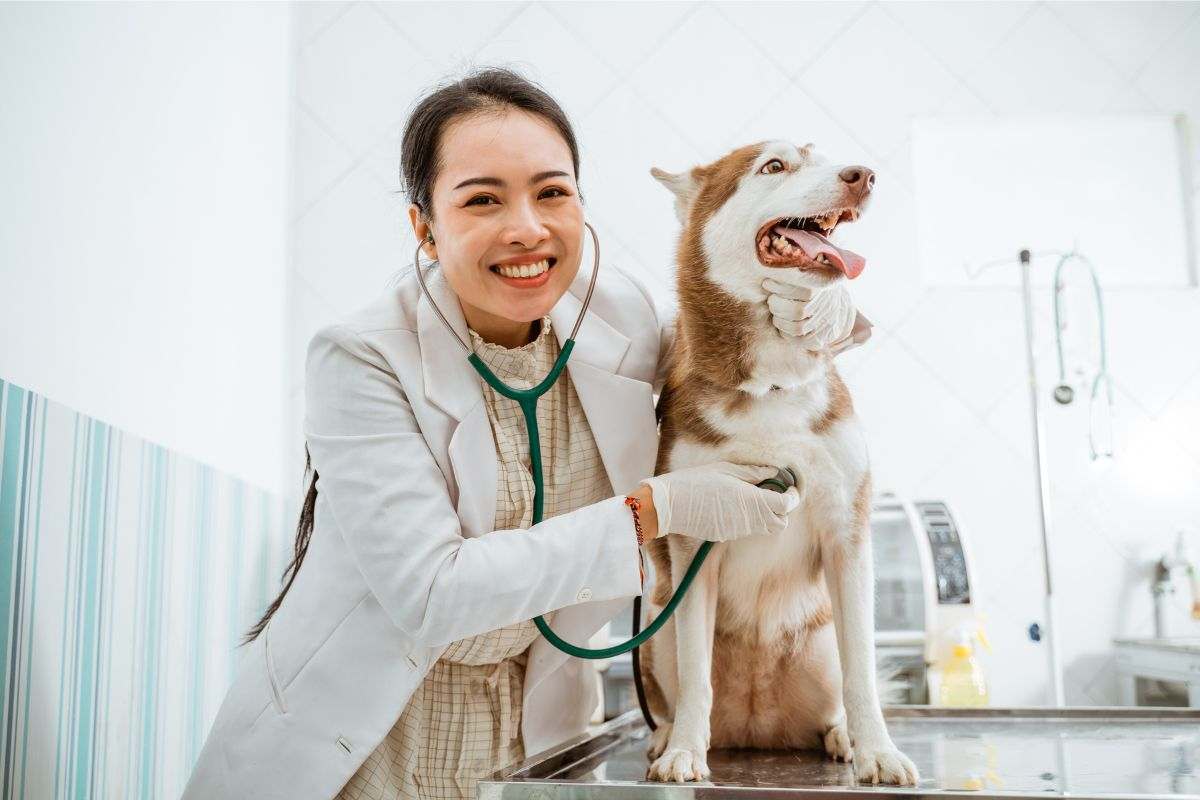 cane dal veterinario