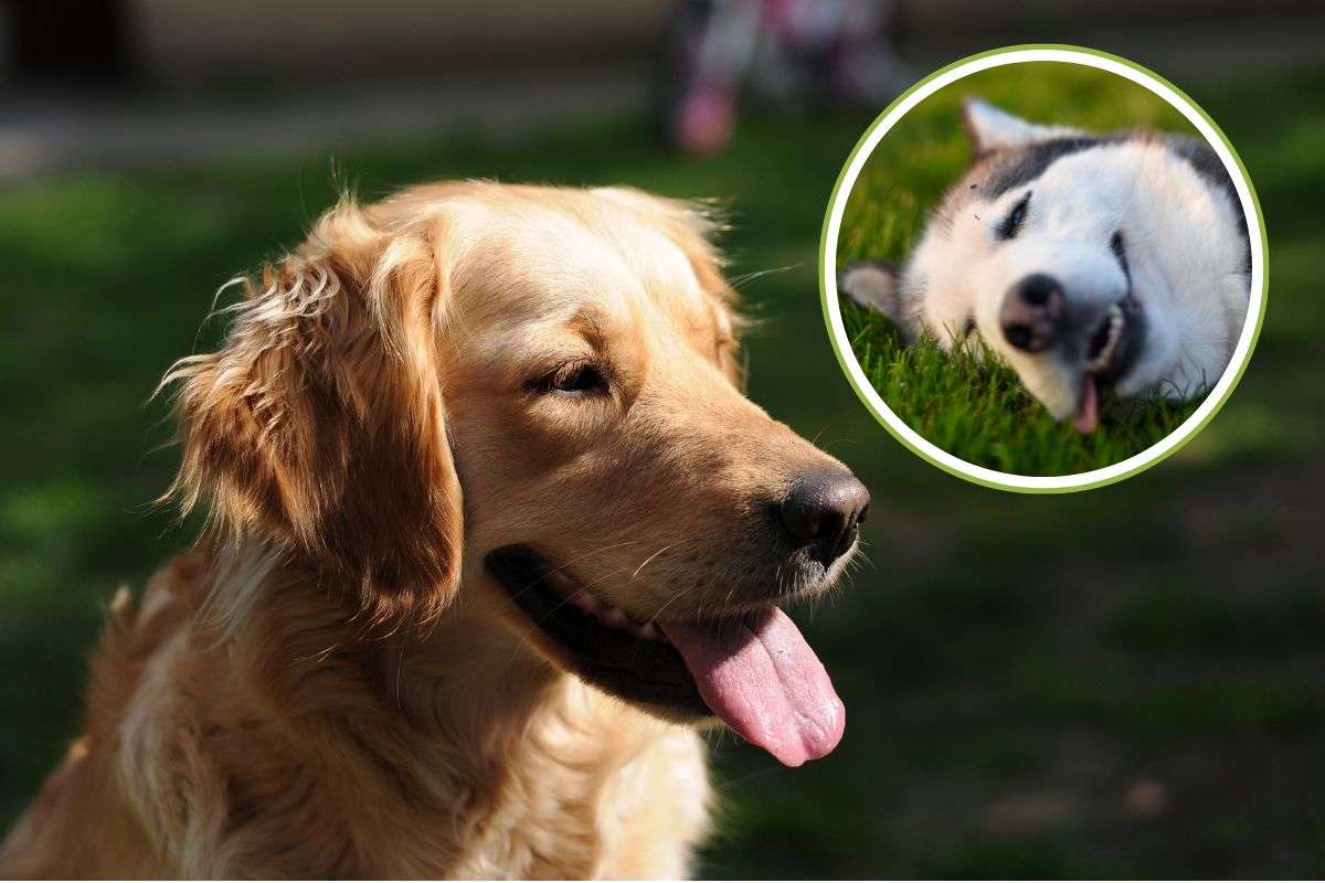 cane sotto il sole