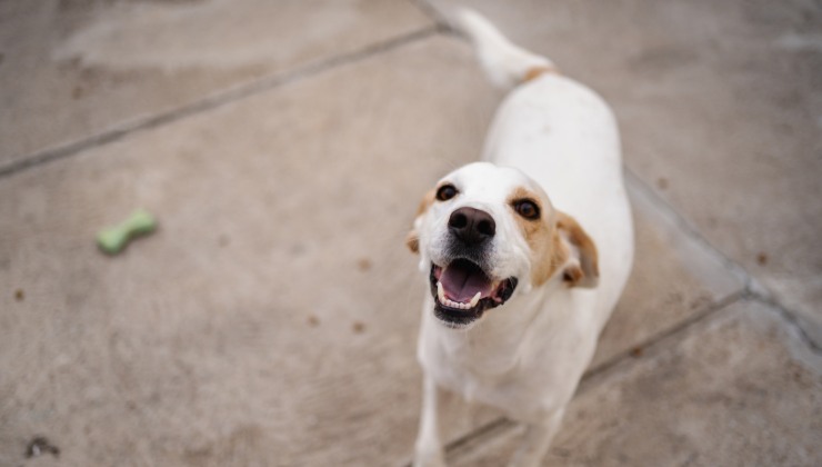 cane bianco scodinzola