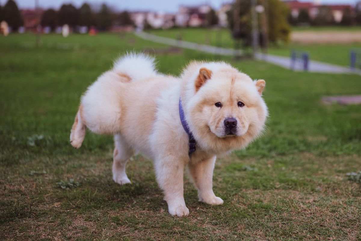 cane marca il territorio