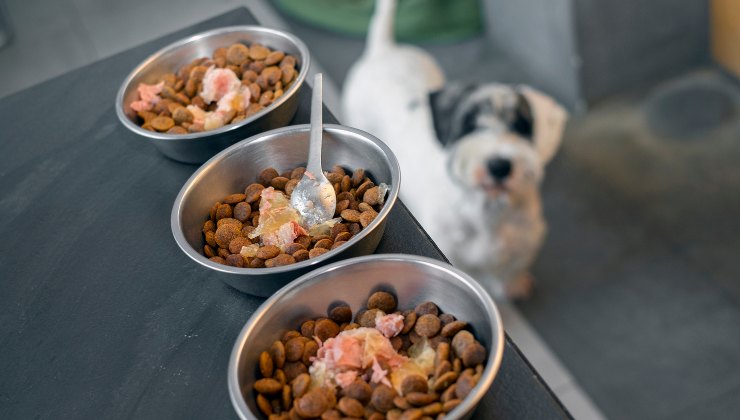 cane guarda tre ciotole di cibo per animali