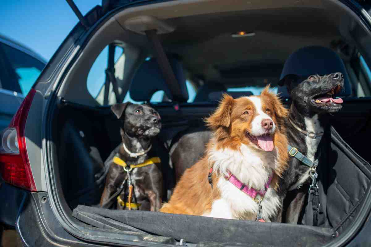cani nel portabagagli di una macchina