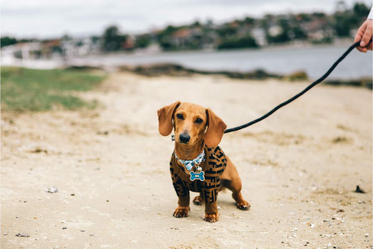 cane al guinzaglio in spiaggia