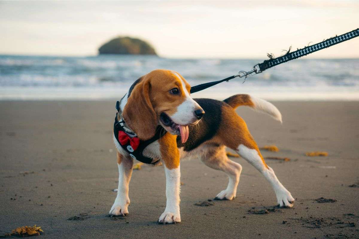 cane al mare