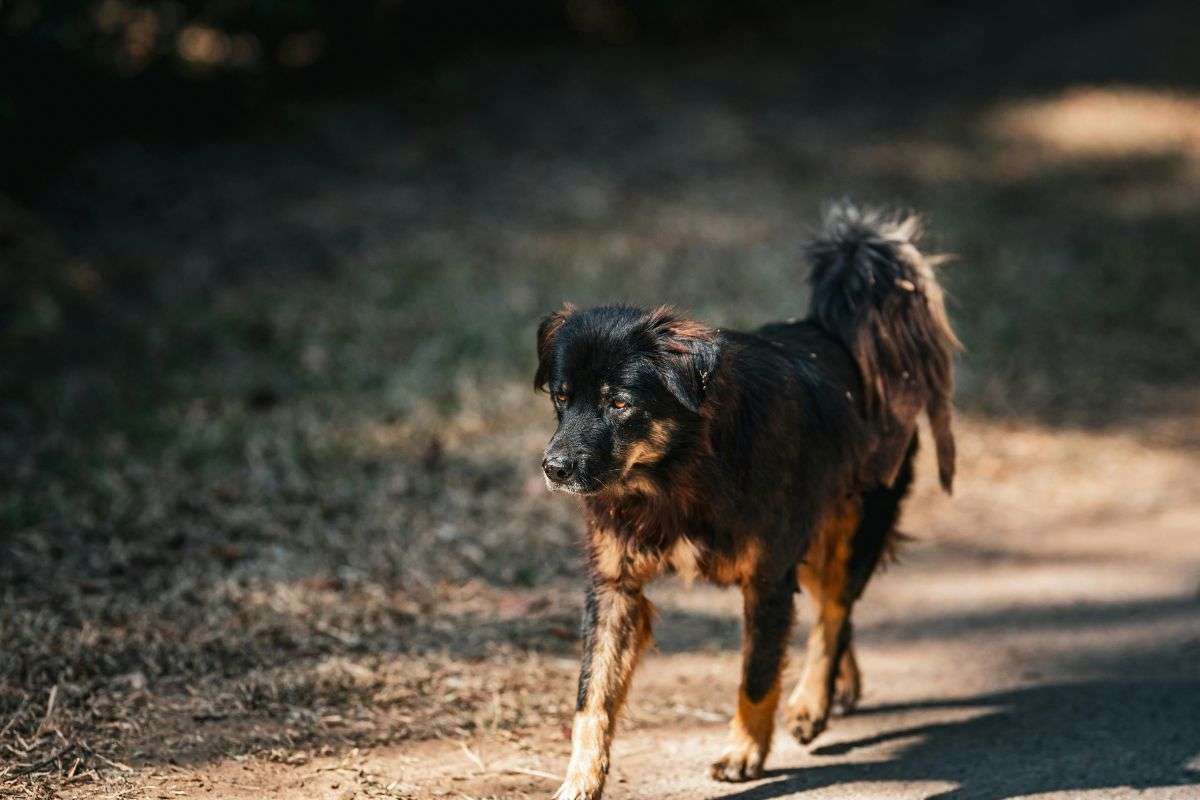 cane randagio