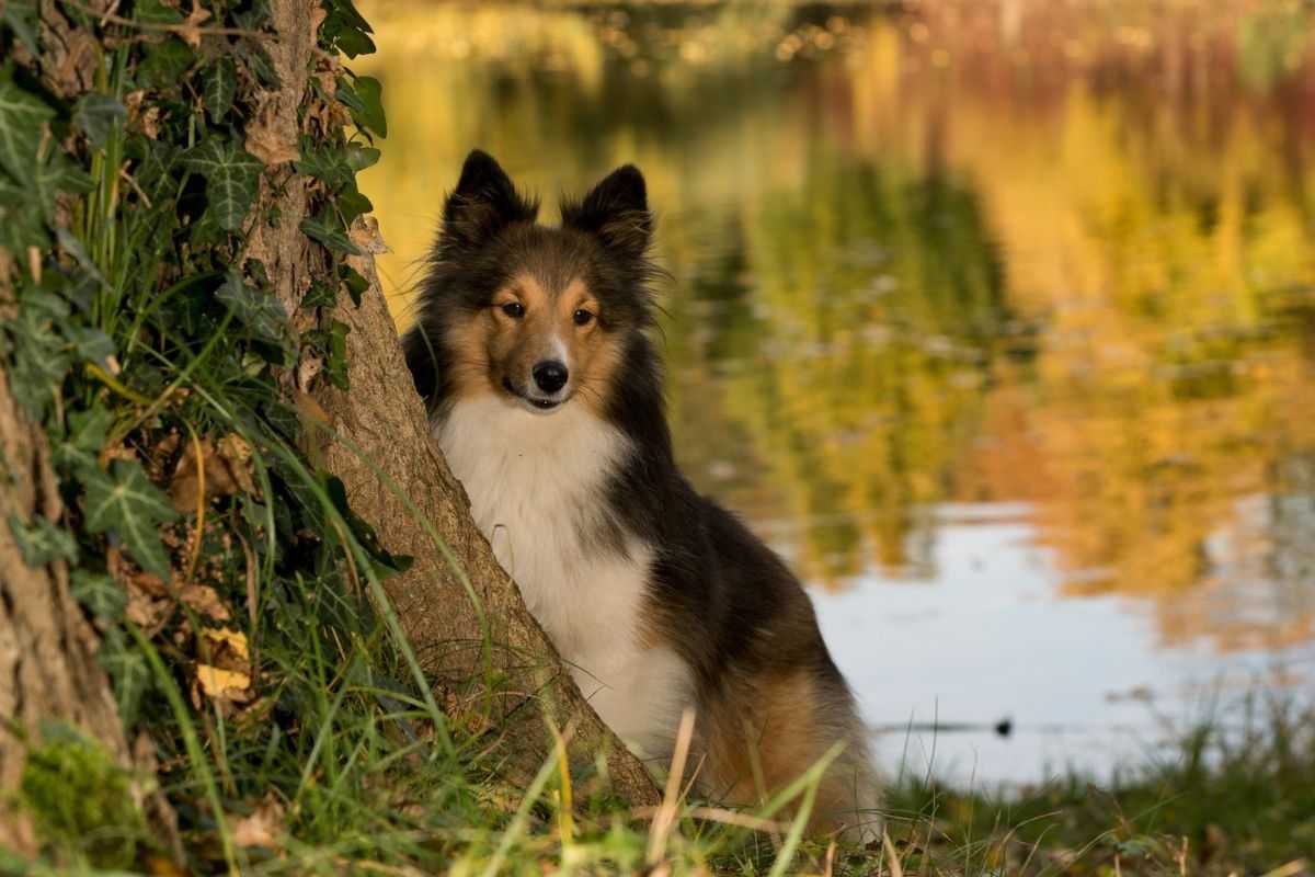cane dietro l'albero