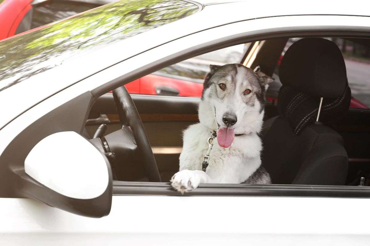 cane seduto in macchina al volante