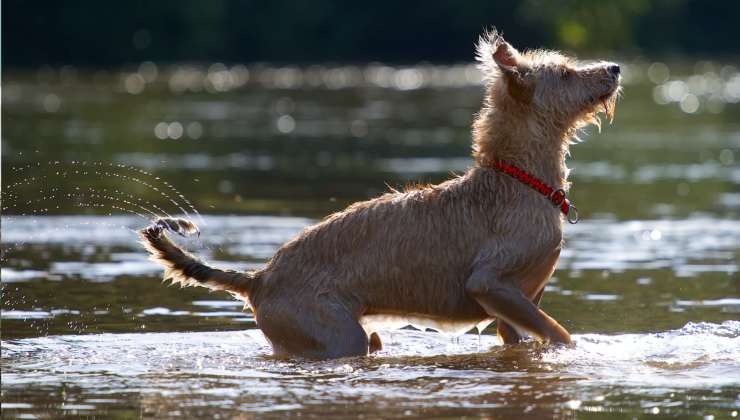 cane scodinzola in acqua