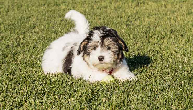 cane scodinzola sdraiato nell'erba