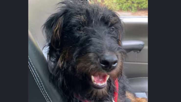 cane ucciso