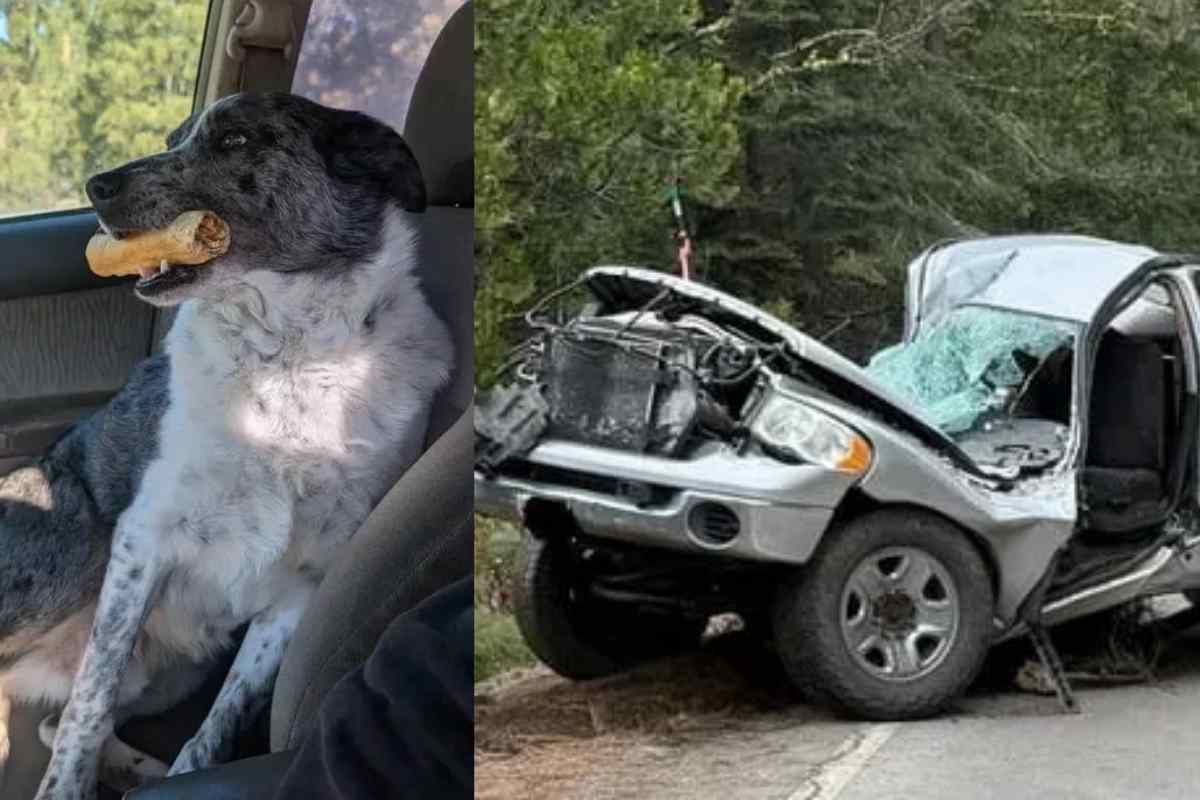 cane veglia l'umano dopo l'incidente
