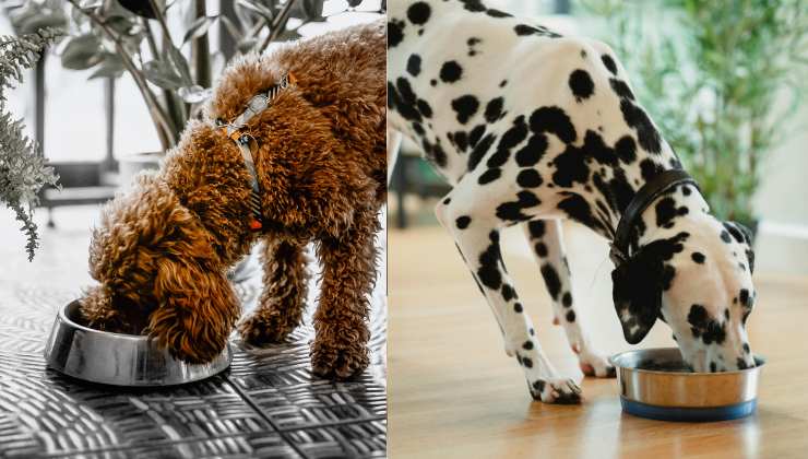 cani Barboncino e Dalmata mangiano dalla ciotola