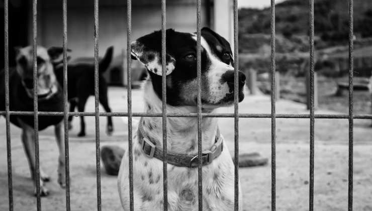 cani in gabbia