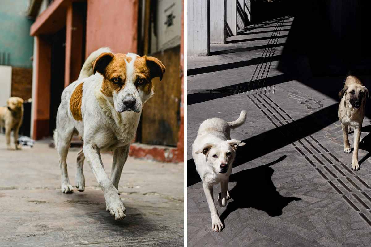 cane in strada