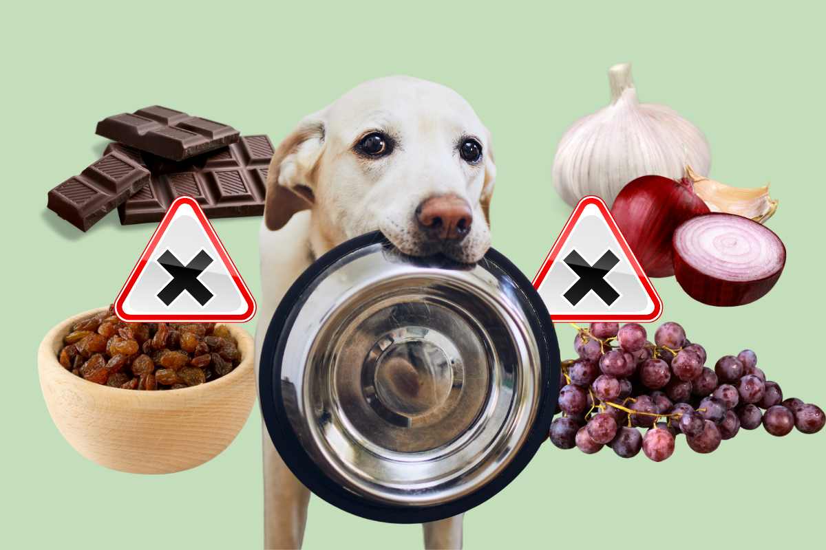 cibi da non dare al cane