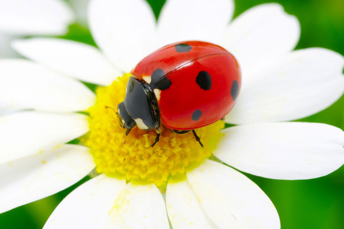 coccinella su una margherita