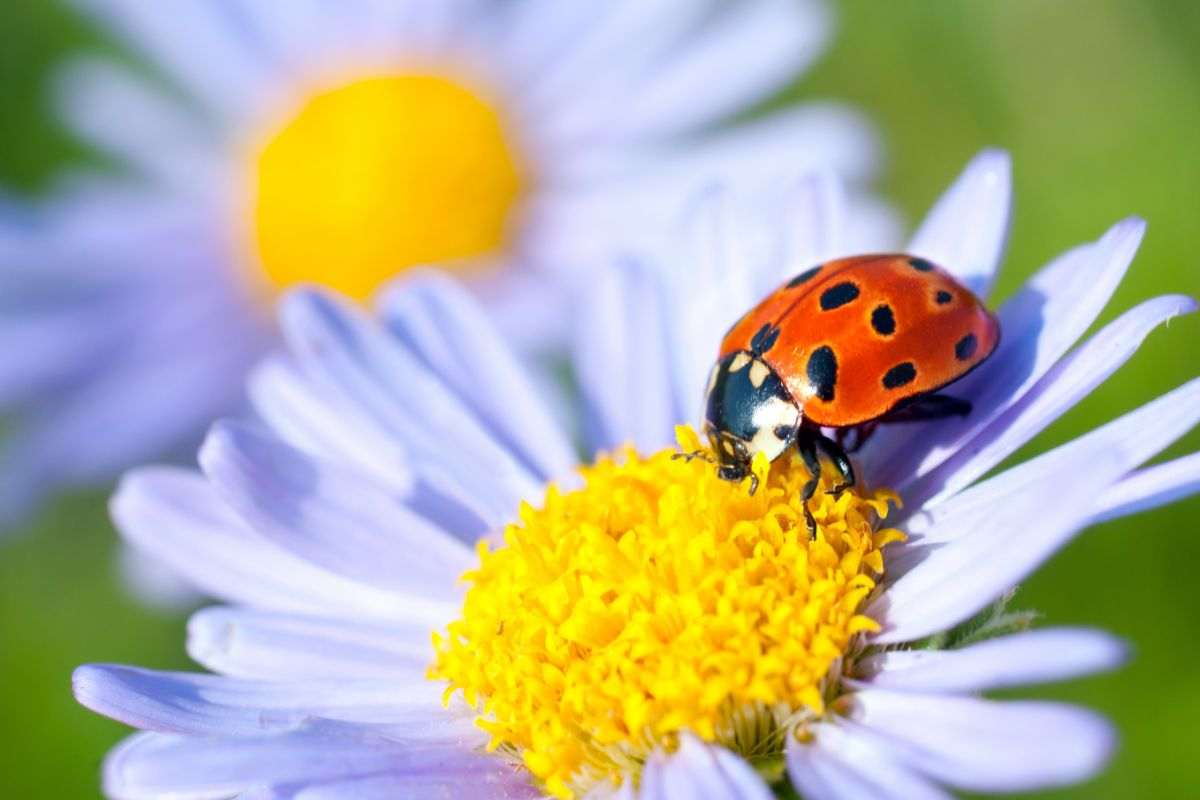coccinella su fiore lilla