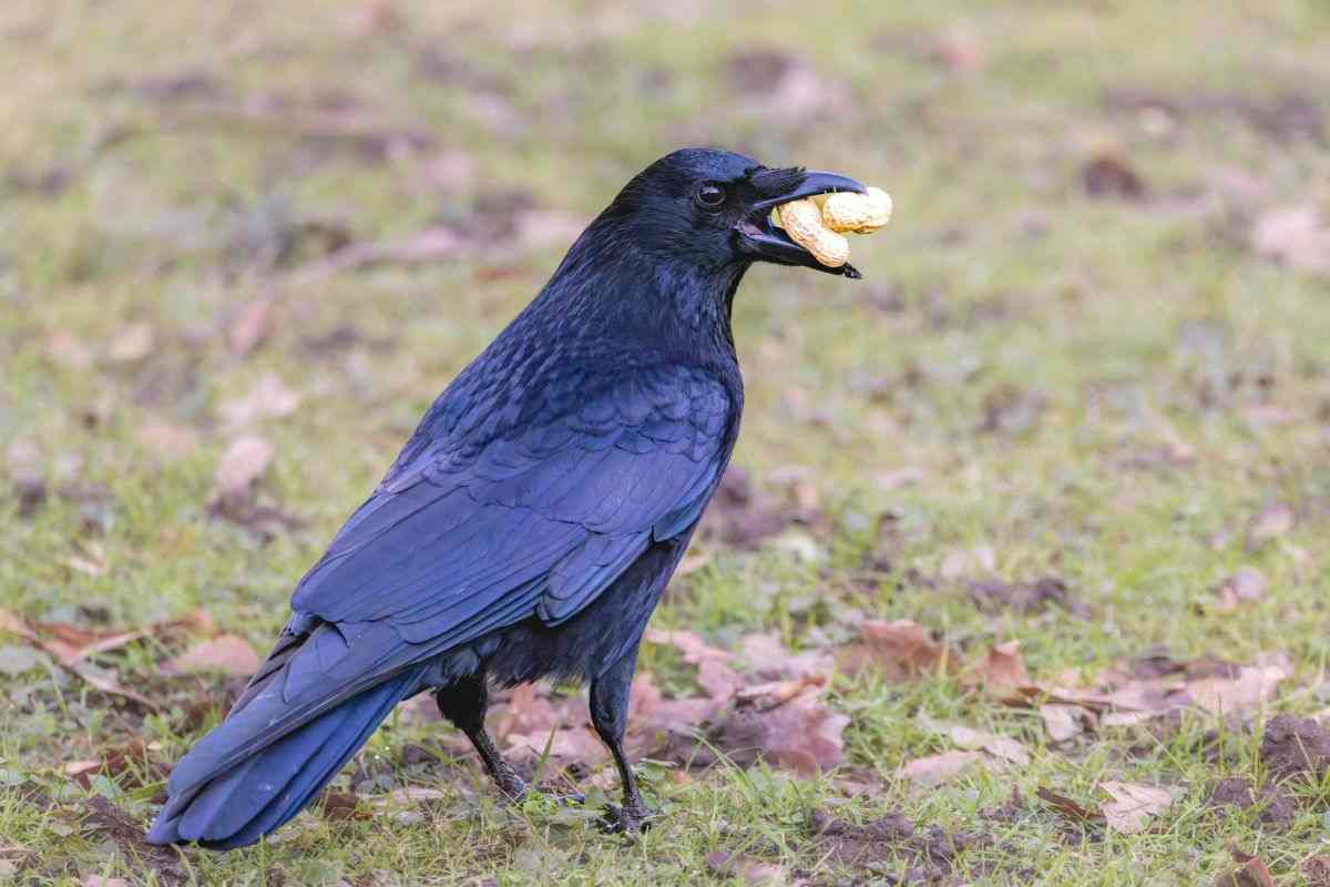 corvo che ha nel becco una nocciolina
