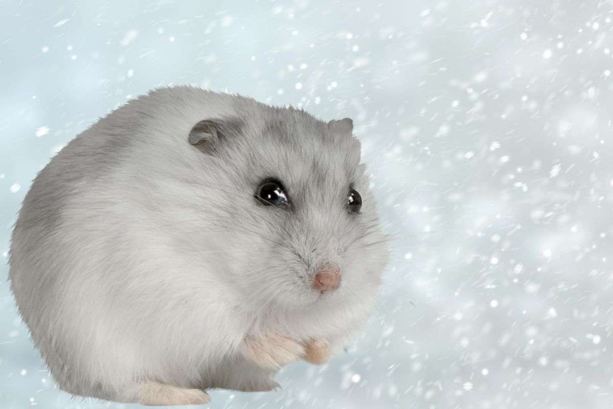criceto bianco