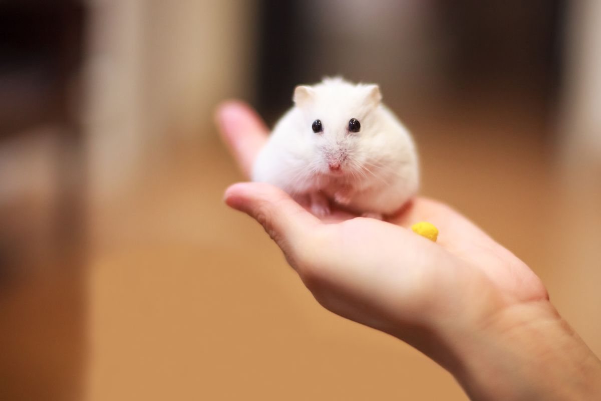 criceto bianco