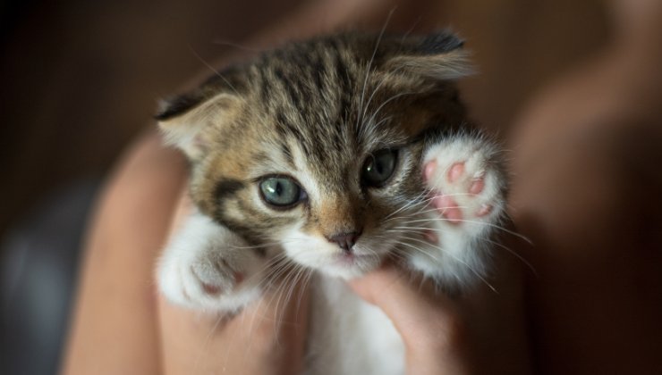 cucciolo di gatto