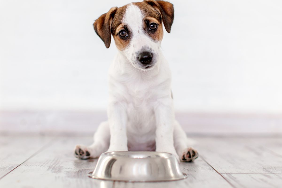 cucciolo davanti alla ciotola del cane