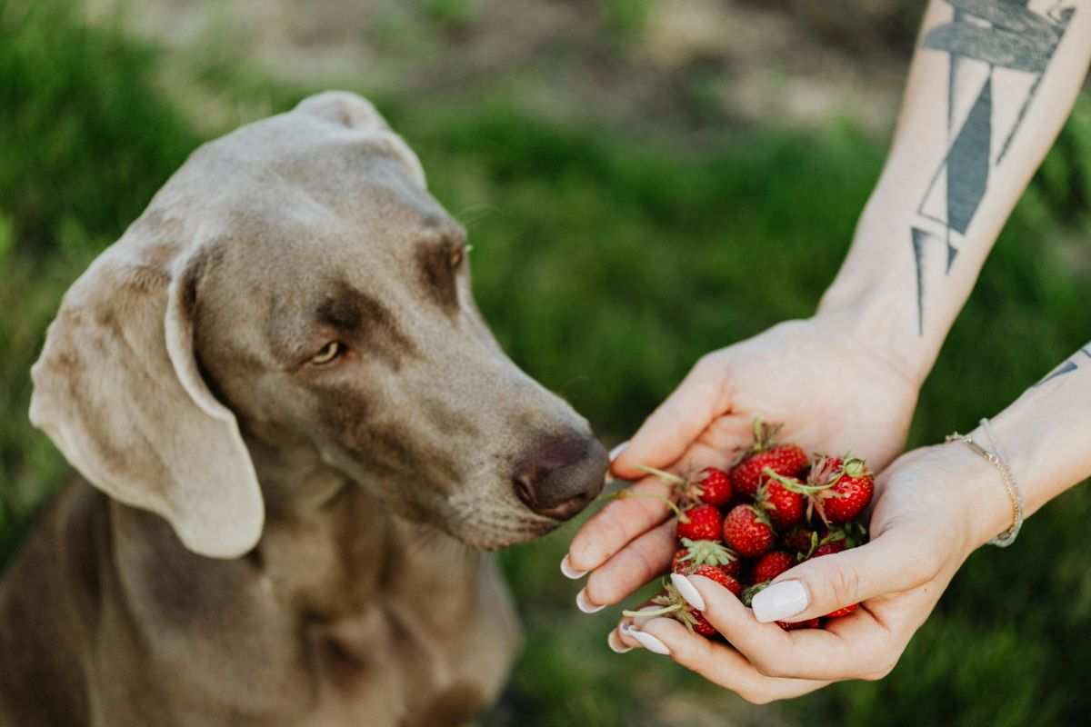 persona che offre delle fragole ad un cane