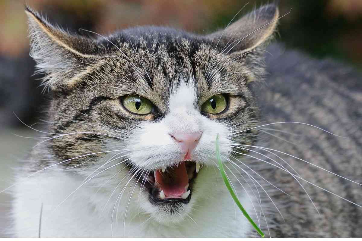 gatto pronto a reagire