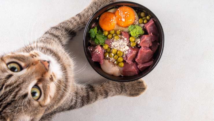 gatto davanti a una ciotola di pet food