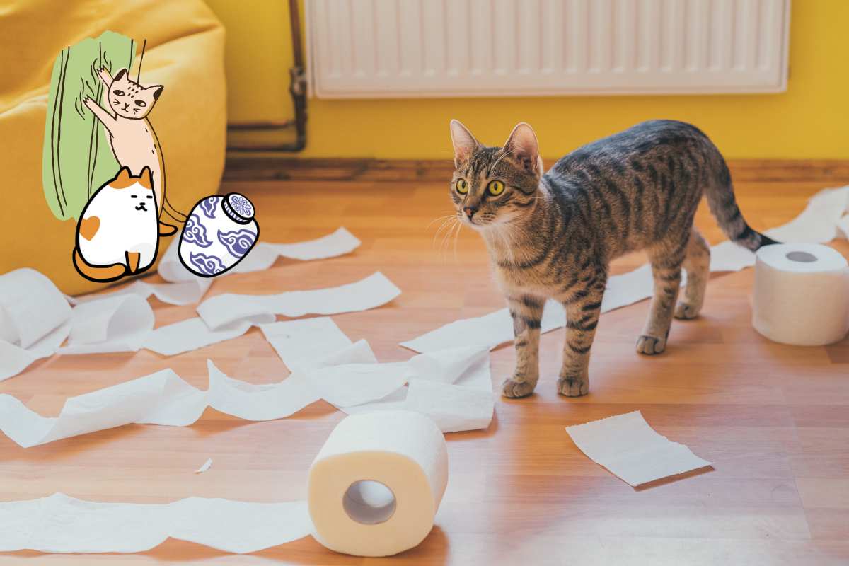 gatto dispettoso