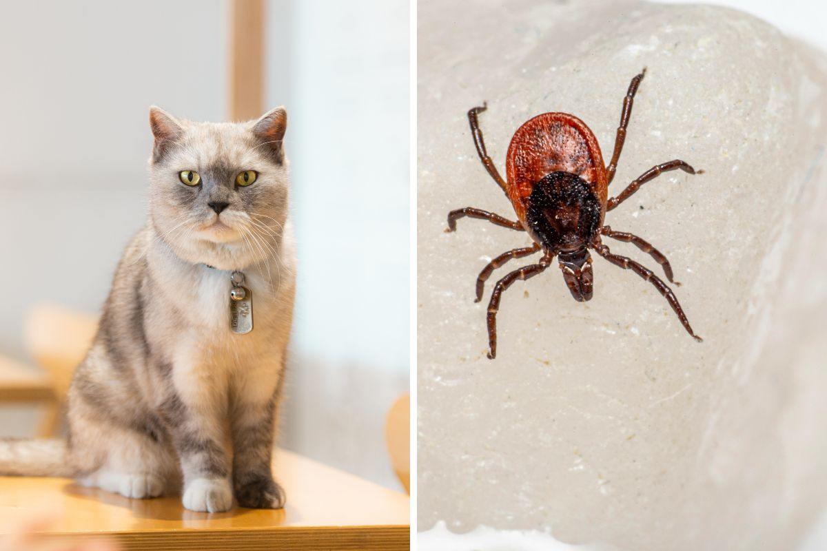 gatto e parassiti