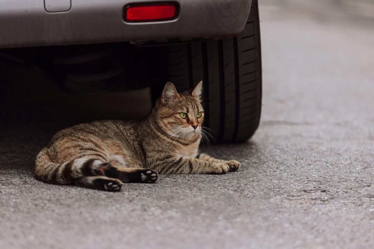 gatto sotto una macchina