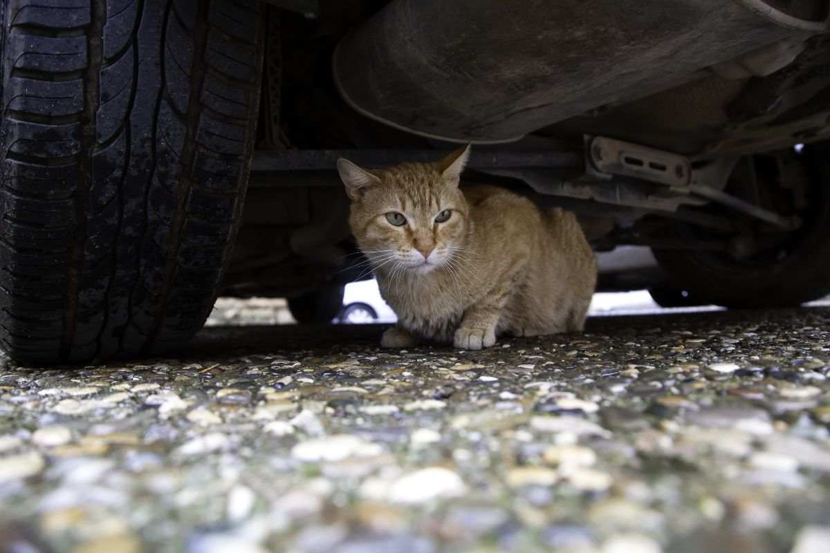gatto sotto un'automobile