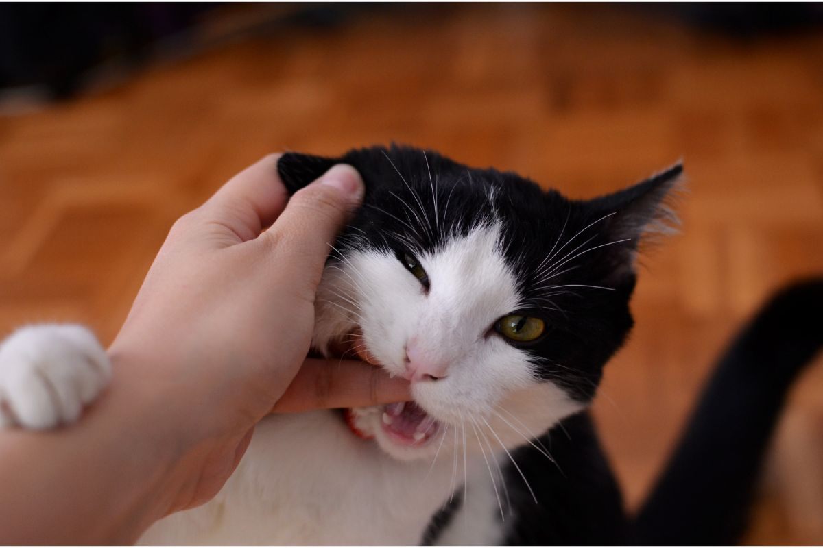 gatto morde dito