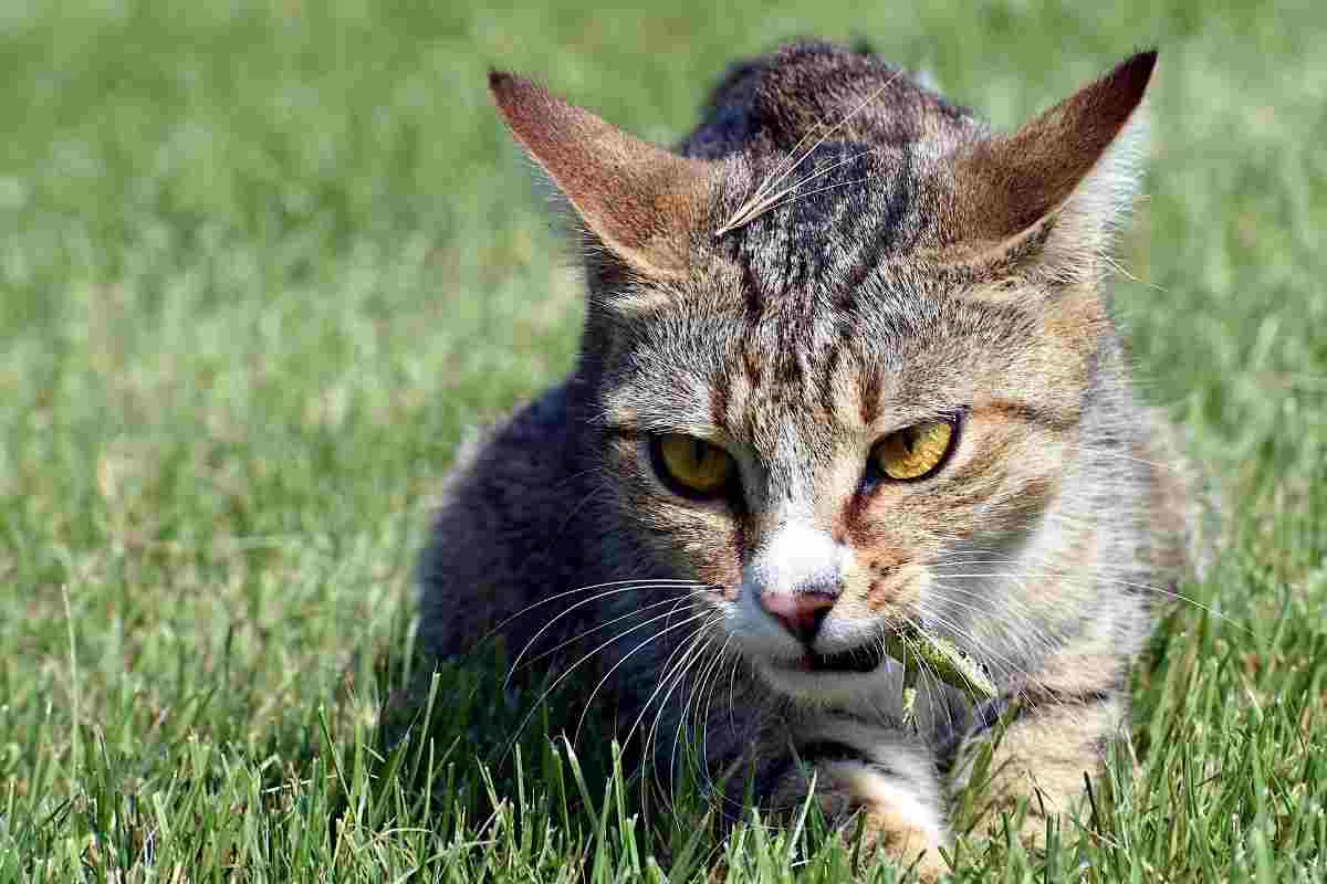 Gatto nel prato che ha catturato una lucertola