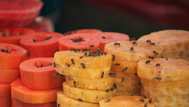 i moscerini della frutta