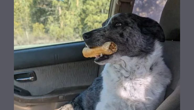 il cagnolino eroe