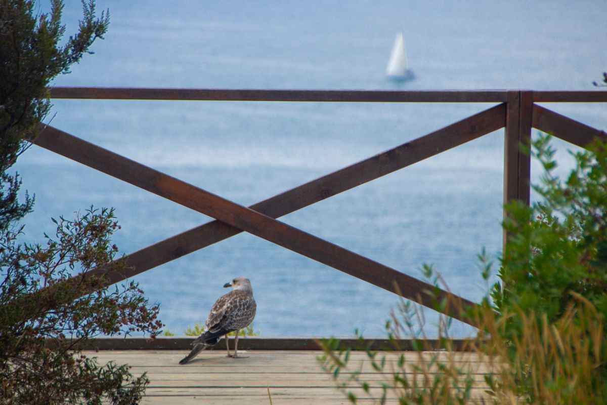 gabbiano che guarda il mare