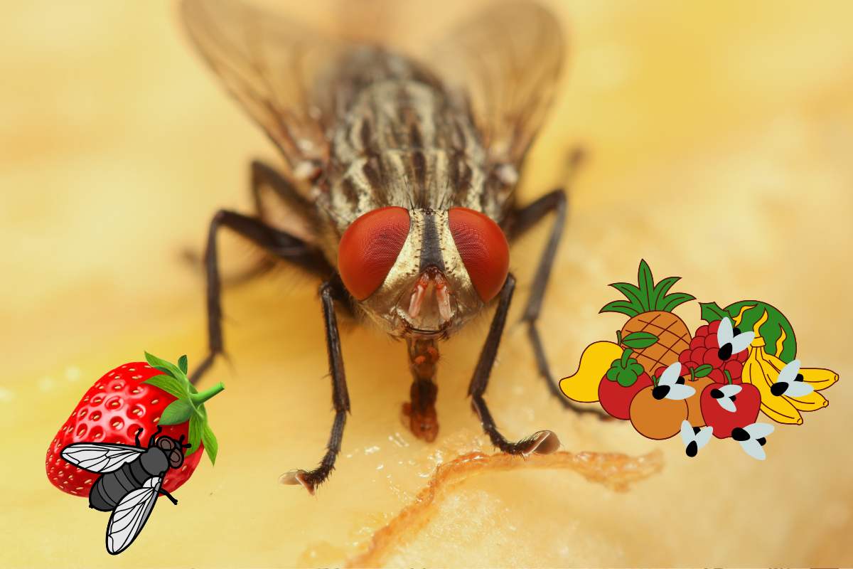 moscerini sulla frutta