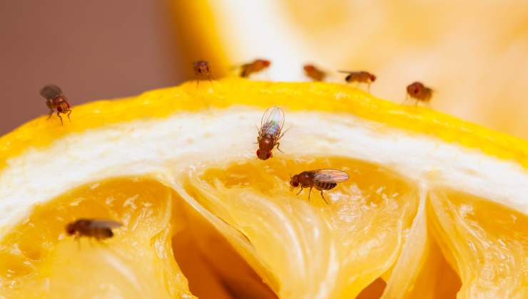moscerini sulla frutta