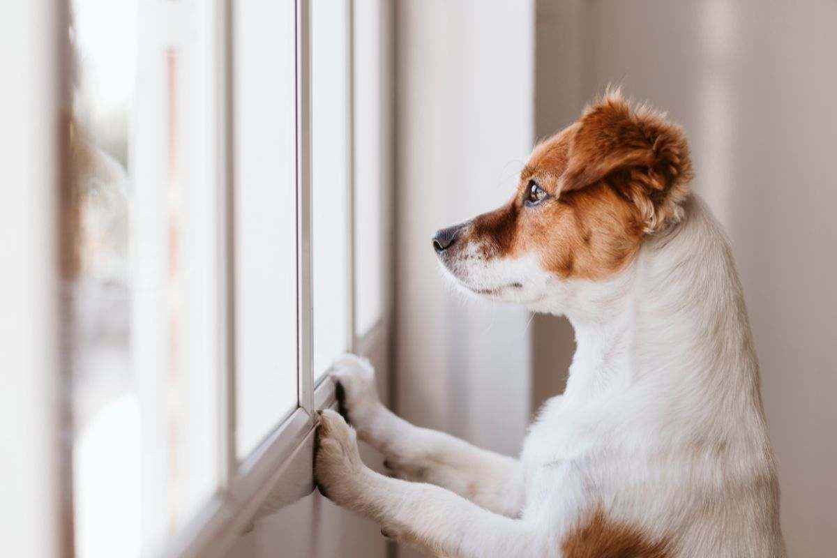 cagnolino che guarda fuori dalla finestra