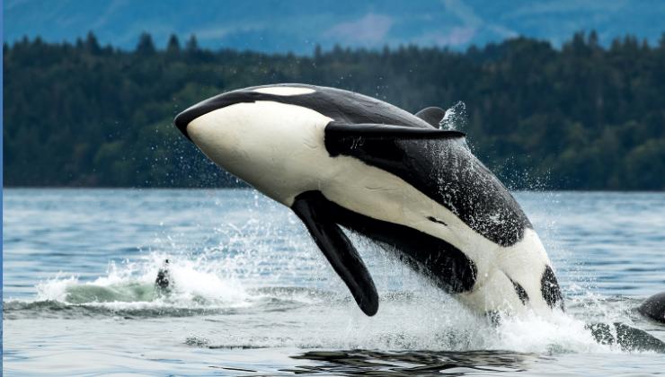 orca in mare