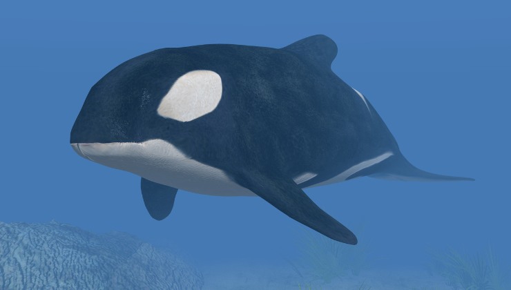 orca nuota in acqua