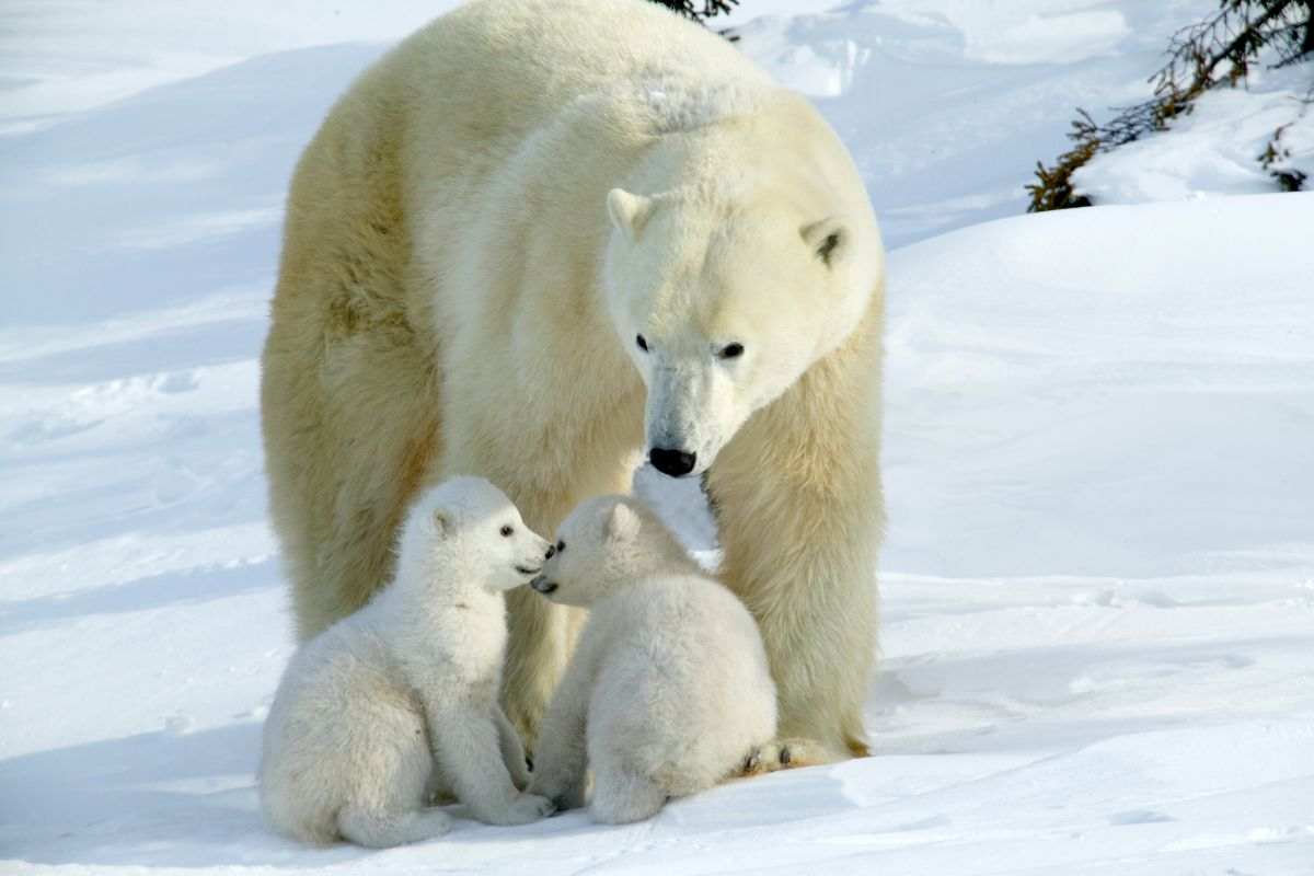 orso polare con cuccioli